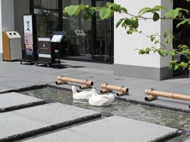 会館前水景 水浴 20110822 003