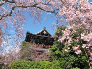友禅苑 桜2012 001