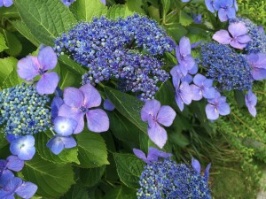 IMG_1202